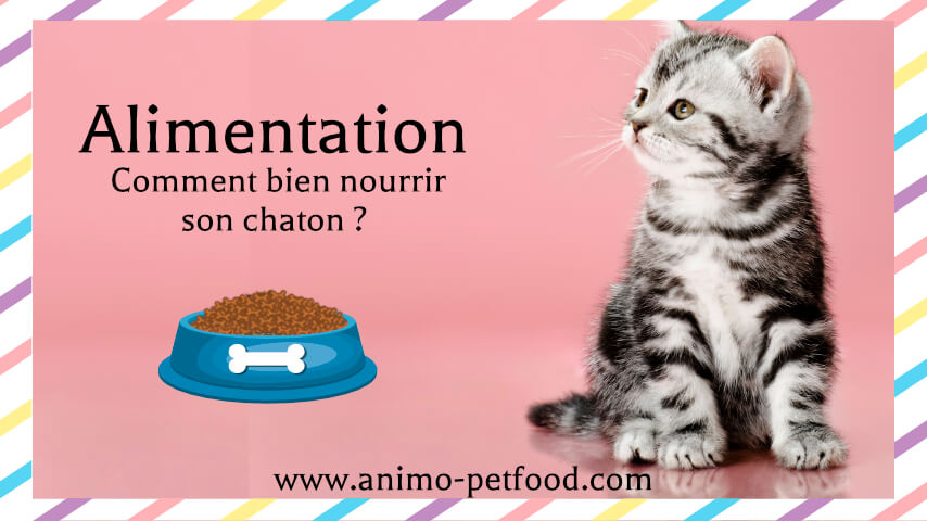 alimentation-comment bien nourrir son chaton